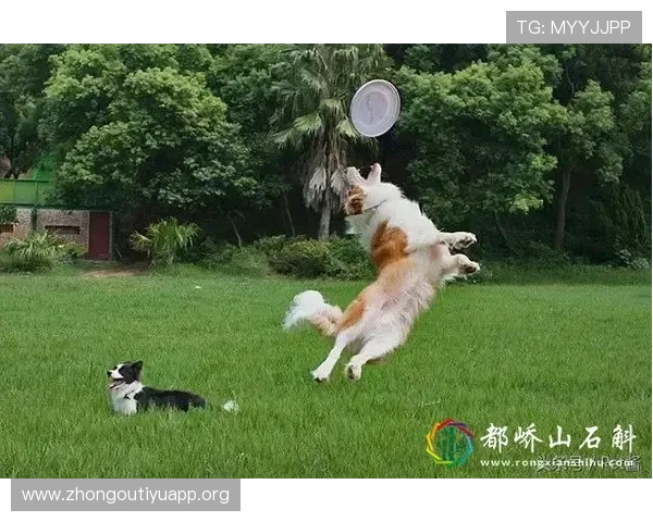 万狗体育下载安装后如何设置和优化以获得最佳观看体验